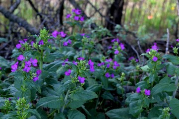 Fototapeta premium wild purple flowers in spring