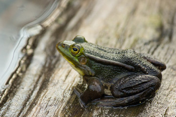 portret siedzącej żaby wodnej w naturalnym środowisku, puszcza białowieska, polska