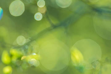 Fresh green spring abstract background