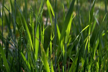 green grass on a meadow in the spring