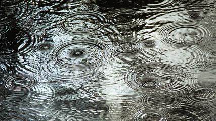 Fototapeta Krople jesiennego deszczu robiące koła wpadając do kałuży obraz