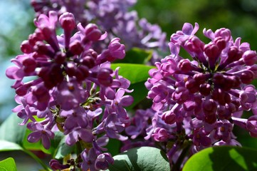 blooming purple lilac in the spring