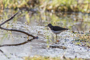 solitary sandpiper (Tringa solitaria)