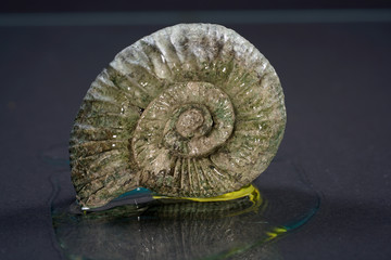 The ammonites, Ammonoidea are an extinct subgroup of cephalopods photographed in the studio
