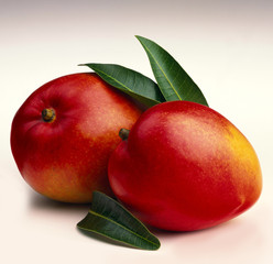 Two Ripe Mangoes with leaves against white background