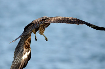 鳶