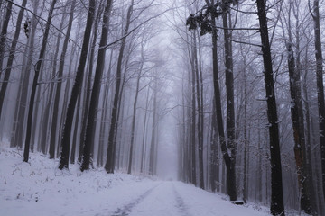 Winter unmaintained forest road from the realm of dreams with a magical and unforgettable atmosphere on the edge of Beskydy mountains, czech republic, europe. Winter fog. Haze is gorgeous