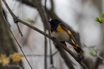 Male American redstart (Setophaga ruticilla) in spring
