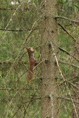 Wiewiórka zwyczajna na drzewie w Puszczy Białowieskiej, wczesna wiosna, Polska