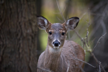 A curious white-tailed doe peers out from behind a tree.