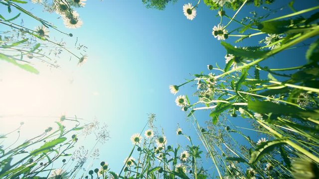 Summer meadow, wildflowers and herbs shot from the bottom on the background of a blue cloudless sky and bright morning sun, over the flowers fly butterflies, bees and sometimes the wind blows.