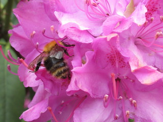 bee on flower