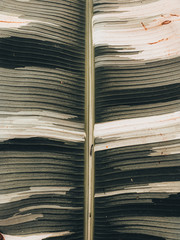 Texturas de las Plantas