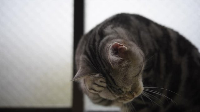 毛づくいろ中の猫の動画