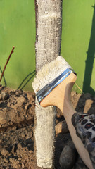Tree processing pest protection in spring. A special white paint is applied to the tree trunk with...