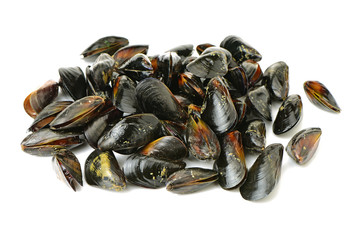 Fresh mussel on white background