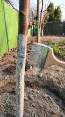 Tree processing pest protection in spring. A special white paint is applied to the tree trunk with...