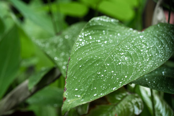 Raindrops on a green leaf. Natural hydration of plants.