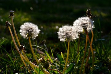 dandelion on a meadow in the spring