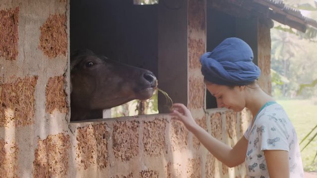 Young female tourist feeding indian cow with organic waste products outdoors slow motion. Woman in turban holding food for domestic animal on country background. Summer vacation holidays lifestyle