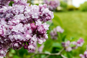 Beautiful lilac flowers in the garden.