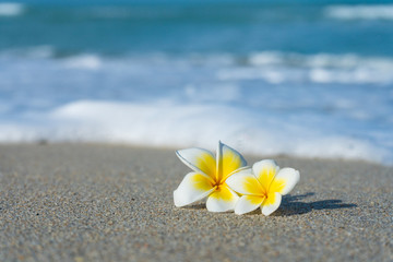 frangipani flower on the beach against the background of the sea. Holidays in the tropics. Calm and relaxation by the sea concept