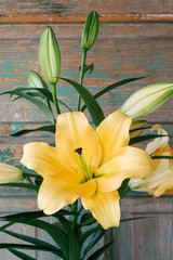 Yellow lily flowers on green wooden background.