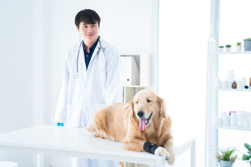 The vet is smiling, happy with the Golden Retriever dog in the animal hospital.