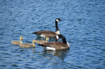 canada goose family