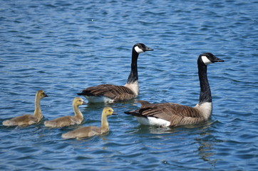 Obraz premium canada goose and geese