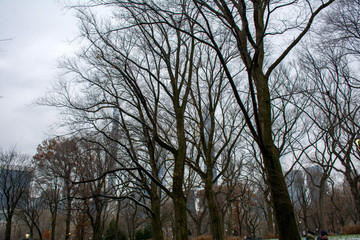 trees in the park