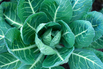 Fototapeta premium head of cabbage