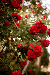 Fine art image of beautiful pastel roses in garden. Background image of red roses. Bush of roses. Beautiful, romantic colors. Flowers of love
