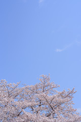 青空と桜