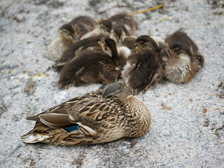 Female maillard with her ducklings