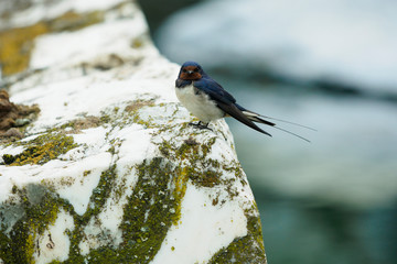 The barn swallow is the most widespread species of swallow © Lux