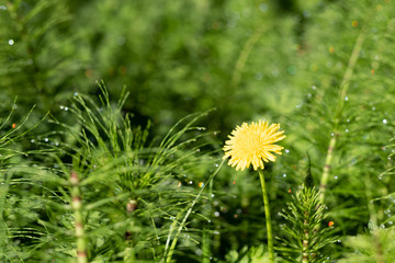 A dandelion stands along a field of horsetail