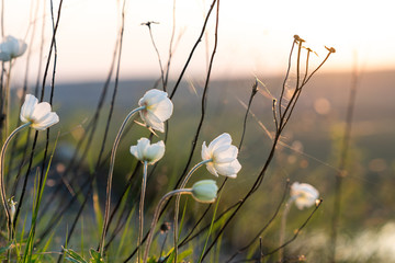 Macro photo of a tender little white flowers and green grass entwined with cobwebs © Vasya