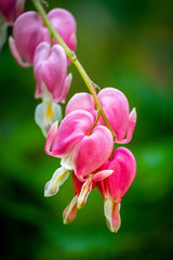 A macro closeup of fading light on a bleeding heart plant