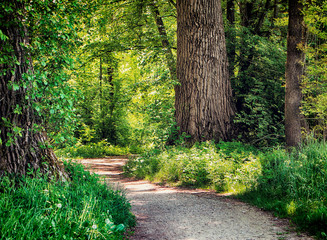 Bavaria, Germany - trail among woods at Isarauen national park, the green spot of dense trees along...