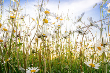 Die Blüten der Margeriten und die unterschiedlichen Gräser einer Blumenwiese leuchten...
