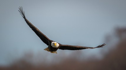 Close up view of a Bald Eagle spreading wings against blue sky above the Susquehanna River in Maryland