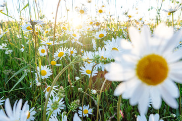 Die Blüten der Margeriten und die unterschiedlichen Gräser einer Blumenwiese leuchten...