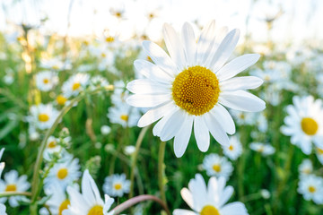 Die Bl&uuml;ten der Margeriten und die unterschiedlichen Gr&auml;ser einer Blumenwiese leuchten lichtdurchflutet und geben ein Gef&uuml;hl von sommerlicher Entspannung, Freizeit und Erholung.