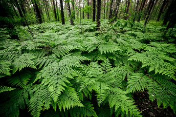 Beautiful nature background of vivid green ferns. Backdrop of lush fern thickets close-up. Chaotic rich flora among trees. Chaos of wild ferns in forest thicket. Natural texture of many fern leaves. © Daniil