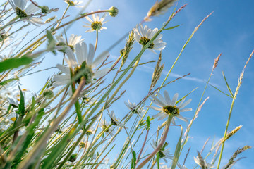 Die Blüten der Margeriten und die unterschiedlichen Gräser einer Blumenwiese heben sich von einem...