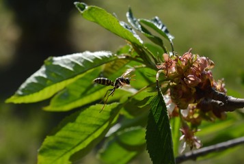 the wasp flies around the green leaves