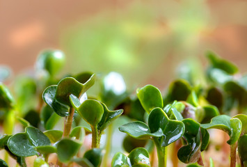 Close-up of mustard microgreens. Growing mustard sprouts close up view. Germination of seeds at home. Vegan and healthy eating concept. Sprouted seeds, micro greens.
