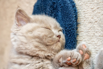 Cute sleeping little kitten of British breed on a slipper.