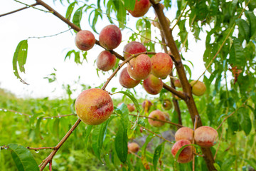 Close-up, branch of a tree peach with ripe red juicy fruits in a green garden. Summer vitamins